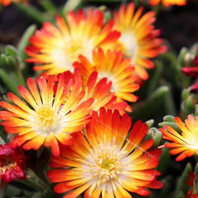 DELOSPERMA Wheels of wonder 'orange' - Pourpier vivace DELOSPERMA Wheels of wonder 'orange' - Pourpier vivace