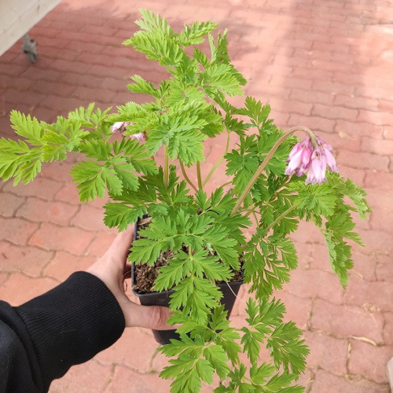 DICENTRA formosa 'Spring Gold'