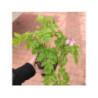 DICENTRA formosa 'Spring Gold'