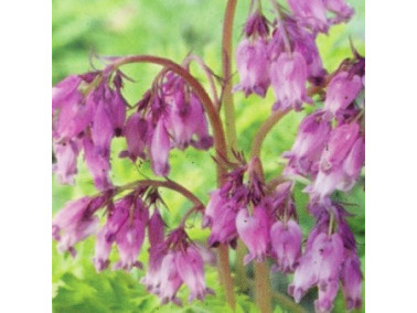 DICENTRA formosa 'Spring Gold'