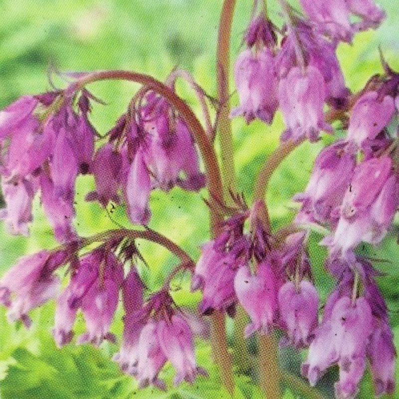 DICENTRA formosa 'Spring Gold'