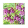 DICENTRA formosa 'Spring Gold'