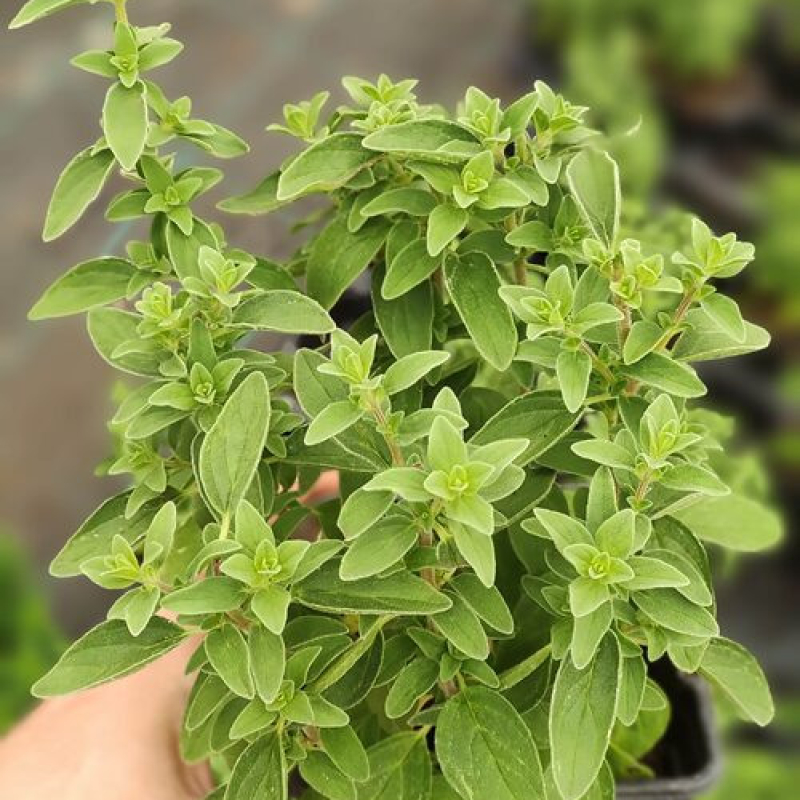 Origan ORIGANUM vulgare 'Italian' Origan ORIGANUM vulgare 'Italian'