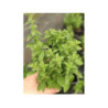 Origan ORIGANUM vulgare 'Italian' Origan ORIGANUM vulgare 'Italian'