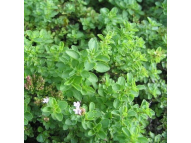 Origan ORIGANUM vulgare 'Italian' Origan ORIGANUM vulgare 'Italian'