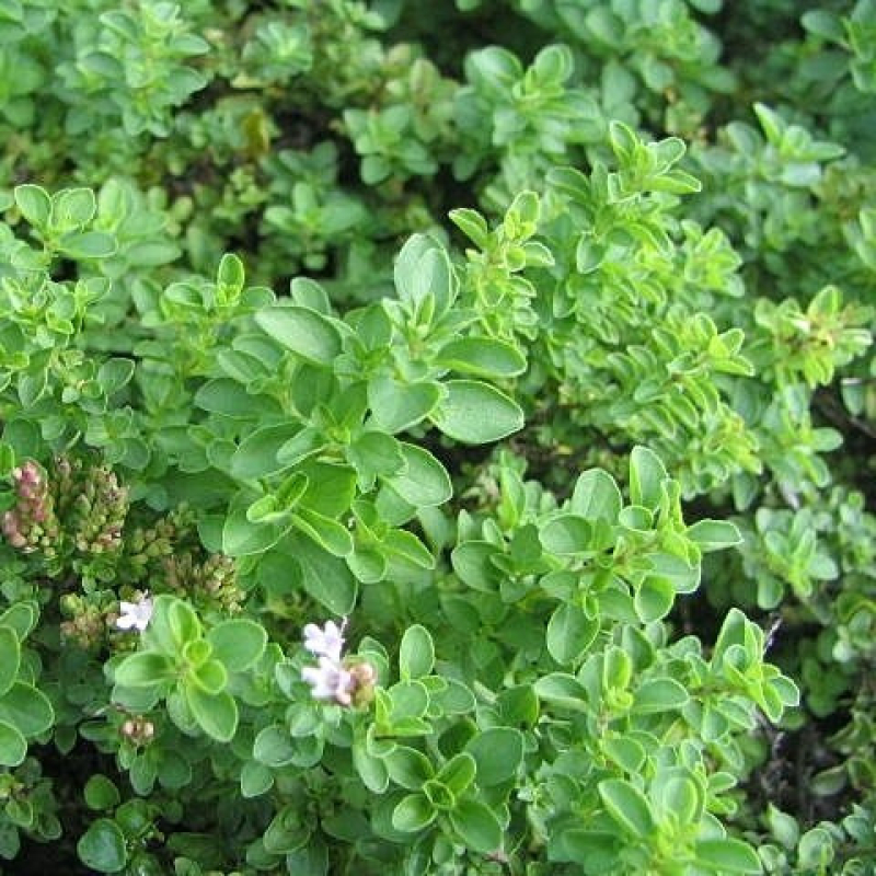 Origan ORIGANUM vulgare 'Italian' Origan ORIGANUM vulgare 'Italian'