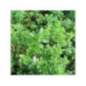 Origan ORIGANUM vulgare 'Italian' Origan ORIGANUM vulgare 'Italian'