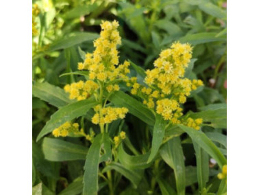 SOLIDAGO canadensis 'Little Lemon'