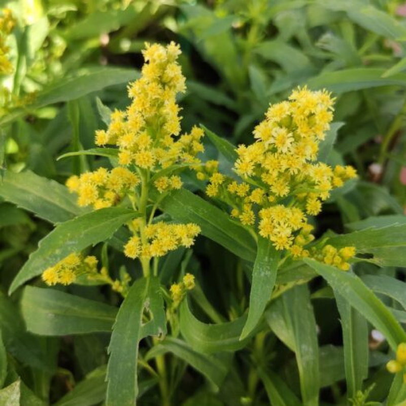 SOLIDAGO canadensis 'Little Lemon' SOLIDAGO canadensis 'Little Lemon'