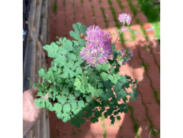 THALICTRUM 'Yulia' - Pigamon