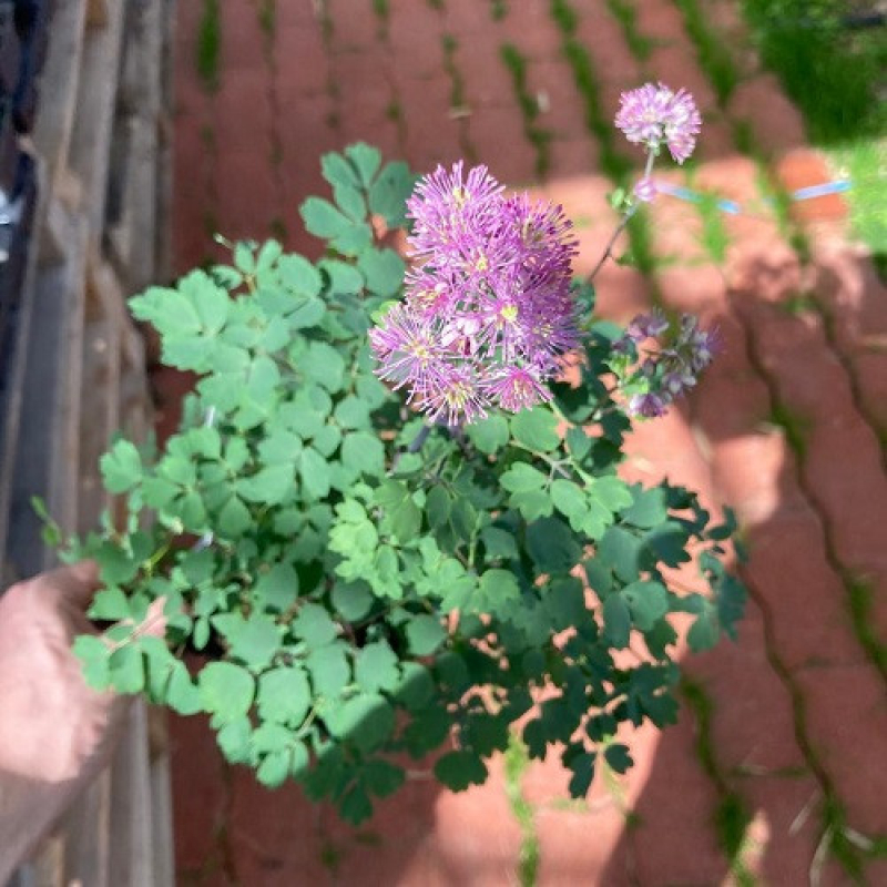THALICTRUM 'Yulia' - Pigamon THALICTRUM 'Yulia' - Pigamon
