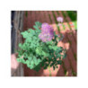 THALICTRUM 'Yulia' - Pigamon THALICTRUM 'Yulia' - Pigamon