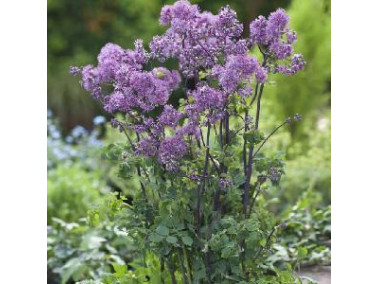 THALICTRUM 'Yulia' - Pigamon THALICTRUM 'Yulia' - Pigamon