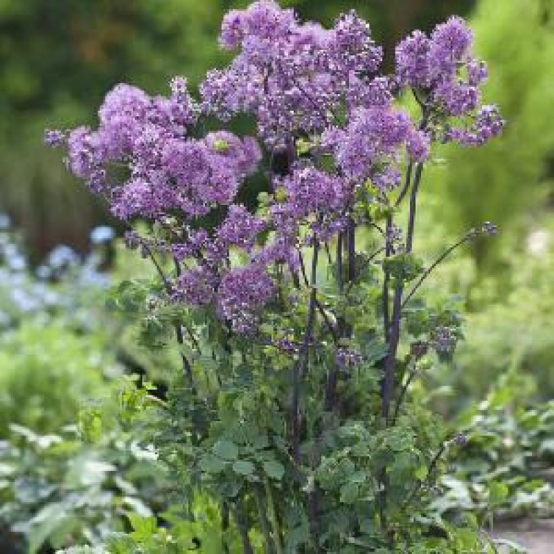 THALICTRUM 'Yulia' - Pigamon THALICTRUM 'Yulia' - Pigamon