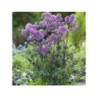 THALICTRUM 'Yulia' - Pigamon THALICTRUM 'Yulia' - Pigamon