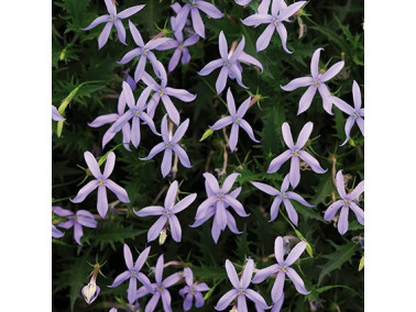 Isotoma - LAURENTIA axillaris tristar "Blue"