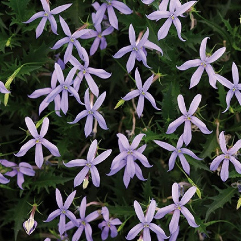 Isotoma - LAURENTIA axillaris tristar "Blue" Isotoma - LAURENTIA axillaris tristar "Blue"