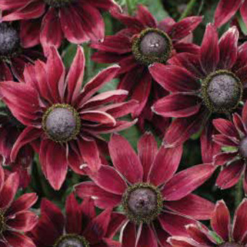 RUDBECKIA hirta "Cherry Brandy" RUDBECKIA hirta "Cherry Brandy"