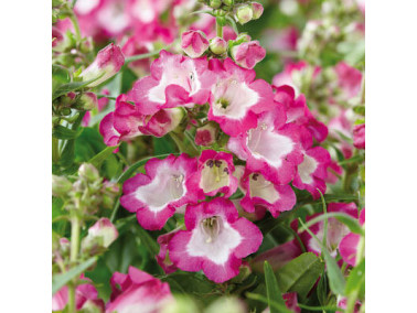 PENSTEMON Pentastic rose
