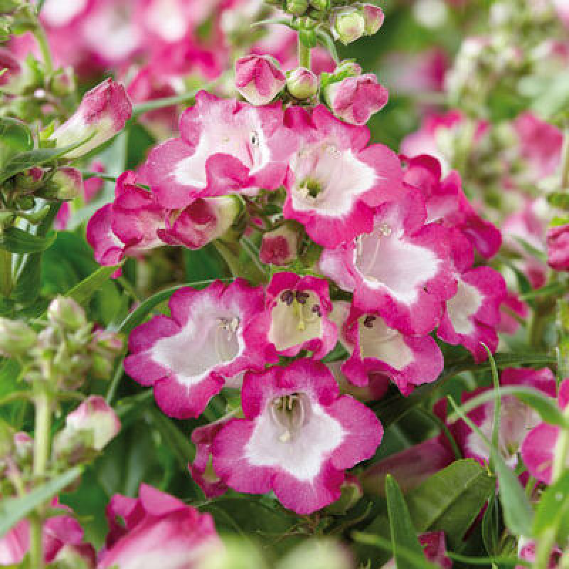 PENSTEMON Pentastic rose PENSTEMON Pentastic rose
