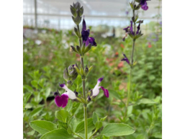 Sauge arbustive - SAUGE Greggii 'Amethyst Lips'
