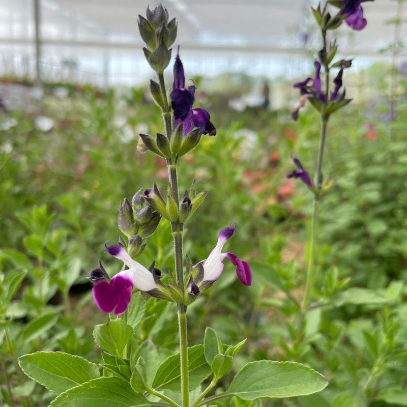 Sauge arbustive - SAUGE Greggii 'Amethyst Lips' Sauge arbustive - SAUGE Greggii 'Amethyst Lips'