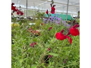 Sauge arbustive - Salvia microphylus 'Rêve Rouge'