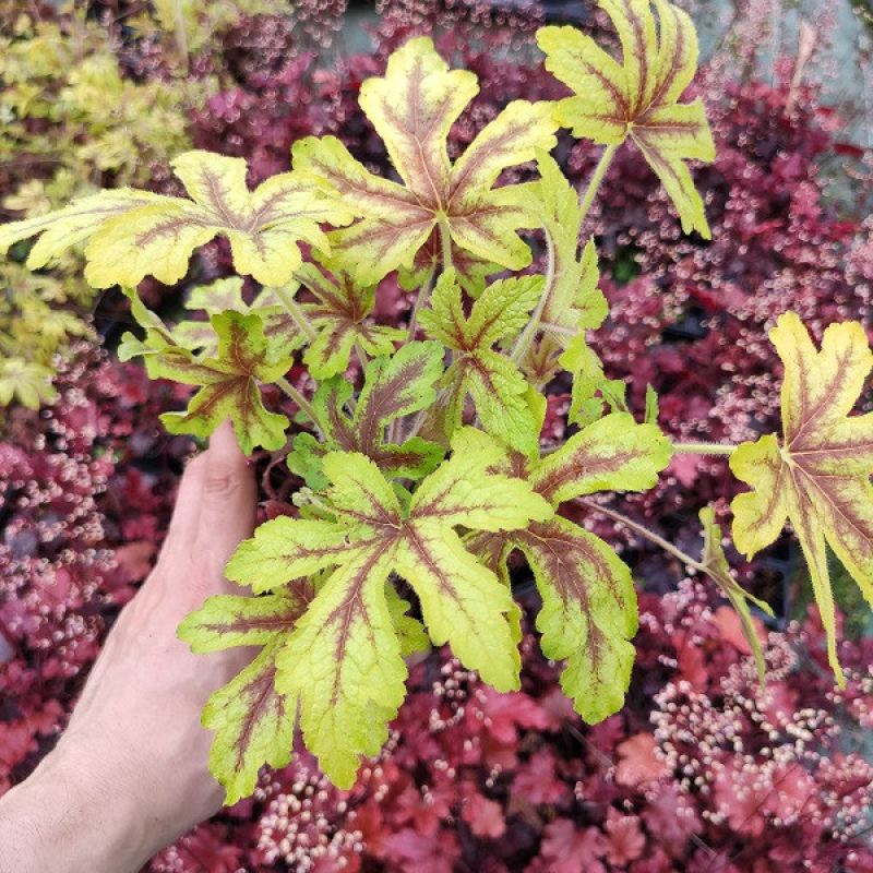 Heuchère 'Alabama Sunrise'