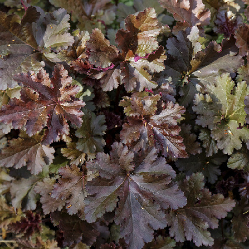 HEUCHERA 'Chocolat Ruffles'
