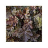 HEUCHERA 'Chocolat Ruffles'