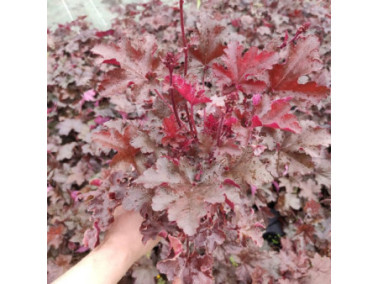 HEUCHERA 'Chocolat Ruffles'