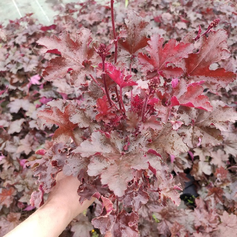 HEUCHERA 'Chocolat Ruffles'