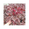 HEUCHERA 'Chocolat Ruffles'