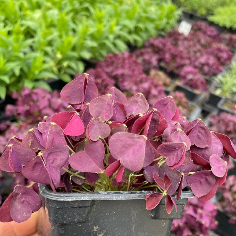 OXALIS 'Burgundy Wine'
