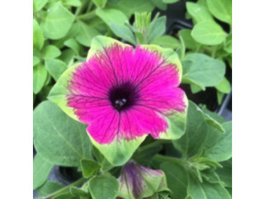 PETUNIA retombant VERANDA "Picasso"