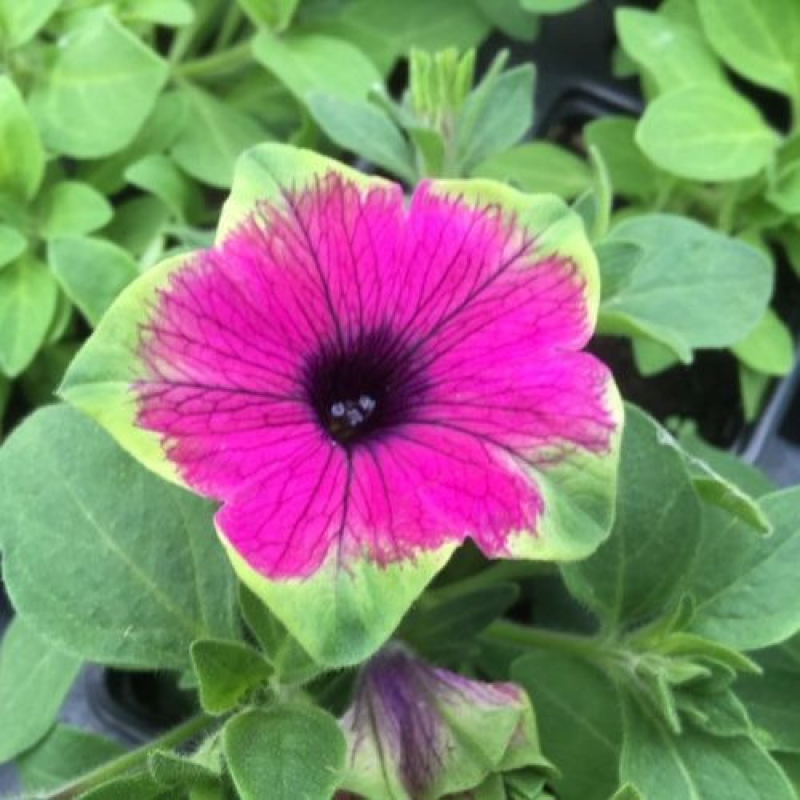 PETUNIA retombant VERANDA "Picasso"