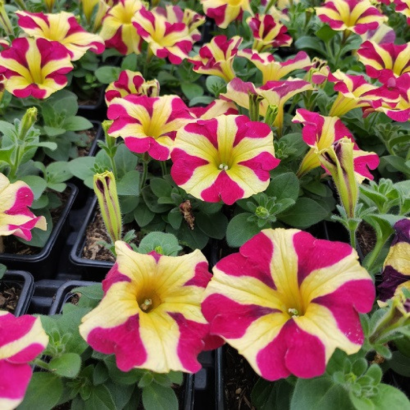 PETUNIA retombant "Amore Queen Of Hearts" PETUNIA retombant "Amore Queen Of Hearts"