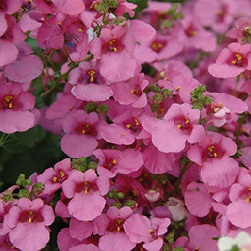 DIASCIA breeze plus "Pink" DIASCIA breeze plus "Pink"