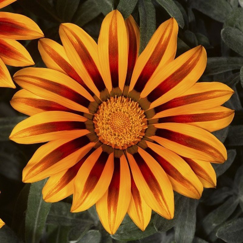 GAZANIA rigens big kiss "Orange flamme" GAZANIA rigens big kiss "Orange flamme"