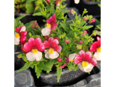 NEMESIA x fructicans "Nuvo Cherry on ice bicolore"