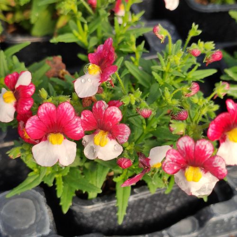 NEMESIA x fructicans "Nuvo Cherry on ice bicolore" NEMESIA x fructicans "Nuvo Cherry on ice bicolore"