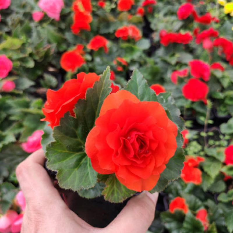 BEGONIA tubéreux orange BEGONIA tubéreux orange