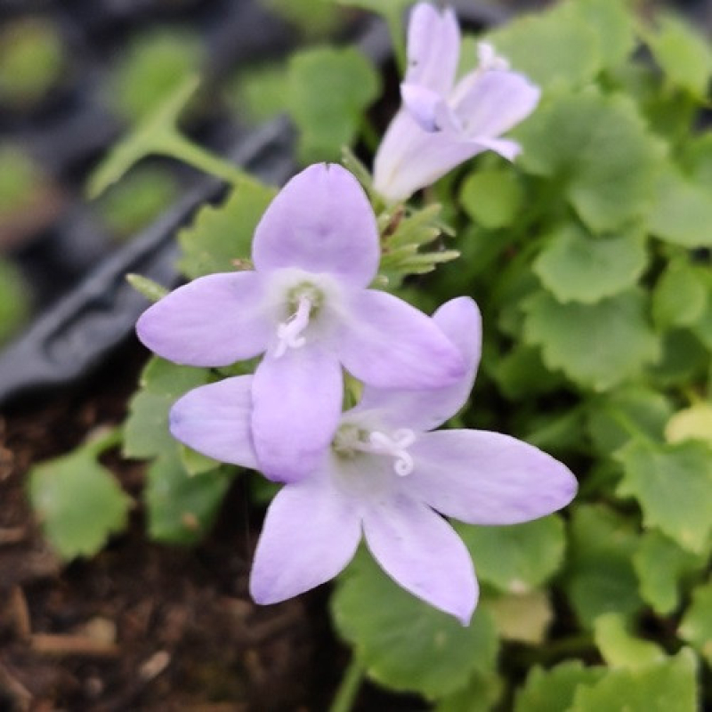 CAMPANULA portenschlagiana "Clockwise" white blush CAMPANULA portenschlagiana "Clockwise" white blush