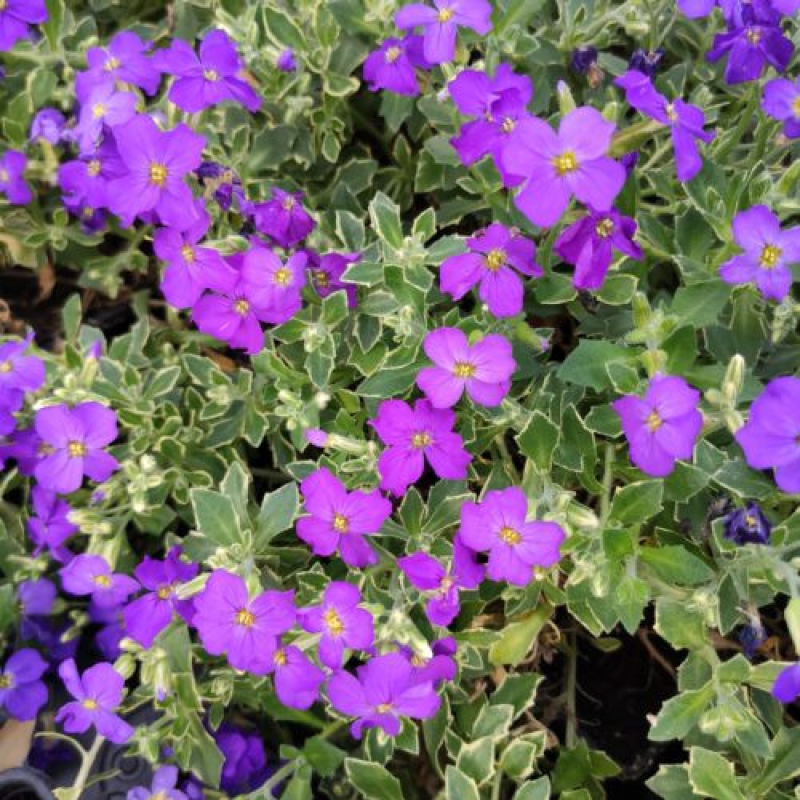 AUBRIETA x hybrida "Tauricola Silberrand" violet