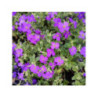 AUBRIETA x hybrida "Tauricola Silberrand" violet