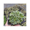 AUBRIETA x hybrida "Tauricola Silberrand" violet