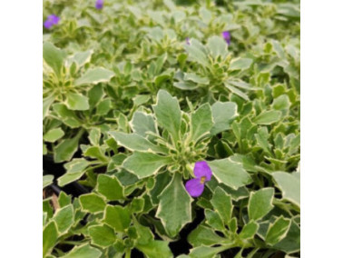 AUBRIETA x hybrida "Tauricola Silberrand" violet