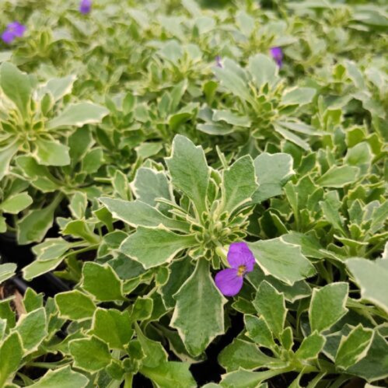 AUBRIETA x hybrida "Tauricola Silberrand" violet