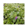 AUBRIETA x hybrida "Tauricola Silberrand" violet