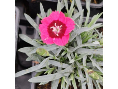 DIANTHUS superbus "Tiny Pleasure Red Eye"
